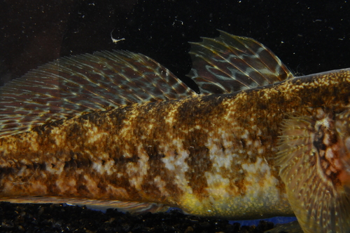 Grass goby (Zosterisessor ophiocephalus) — Gobiidae — 3