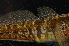 Gobius ophiocephalus