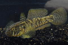 Gobius ophiocephalus