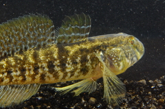 Gobius ophiocephalus