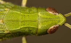 Chorthippus dorsatus