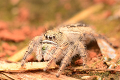 Phidippus texanus