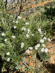 Euryops abrotanifolius