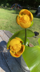 Nuphar