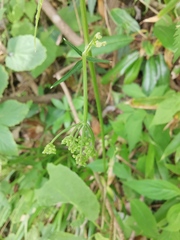 Angelica dahurica