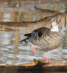Callonetta leucophrys