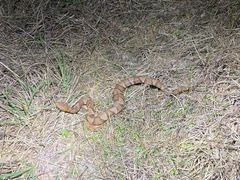 Agkistrodon laticinctus