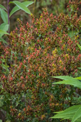 Hypericum perforatum