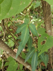 Tetrastigma hemsleyanum