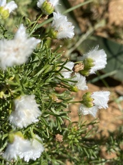 Euryops abrotanifolius