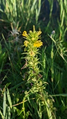 Bellardia viscosa