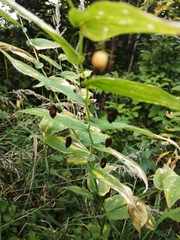 Streptopus amplexifolius