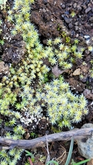 Racomitrium lanuginosum