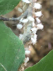 Grylloprociphilus imbricator