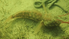 Gobius niger