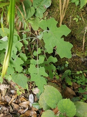Crepidiastrum denticulatum