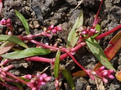 Persicaria minor