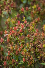 Hypericum perforatum
