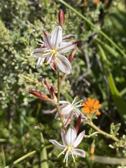 Chlorophytum graminifolium