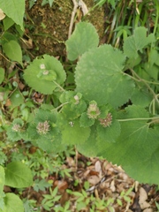 Phlomoides umbrosa
