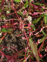 Persicaria minor