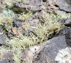 Ramalina intermedia