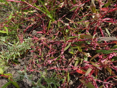 Persicaria minor