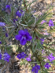 Aptosimum spinescens