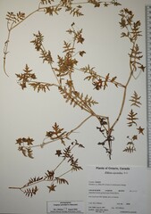 Ellisia nyctelea