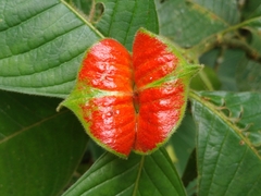 Palicourea tomentosa