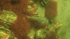 Gobius niger