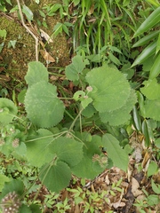 Phlomoides umbrosa