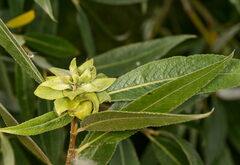 Rabdophaga rosaria