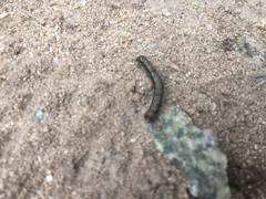 Phryganidia californica