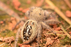 Phidippus texanus
