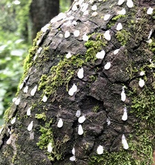 Ceratiomyxa fruticulosa