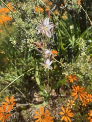 Chlorophytum graminifolium