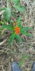 Asclepias curassavica