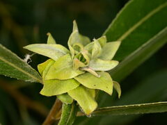Rabdophaga rosaria