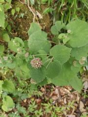Phlomoides umbrosa