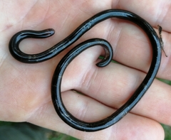 Typhlopidae