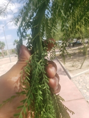 Fabaceae