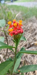 Asclepias curassavica