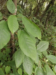 Ficus heteromorpha