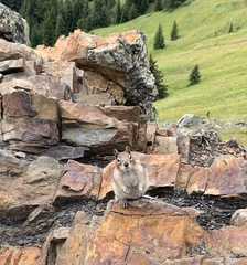 Callospermophilus lateralis