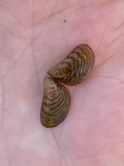 Dreissena bugensis