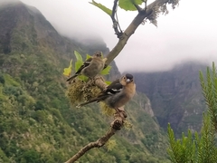 Fringilla coelebs maderensis