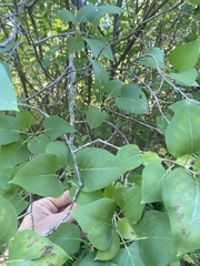 Syringa vulgaris