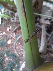 Odontomachus chelifer