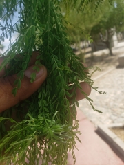 Fabaceae